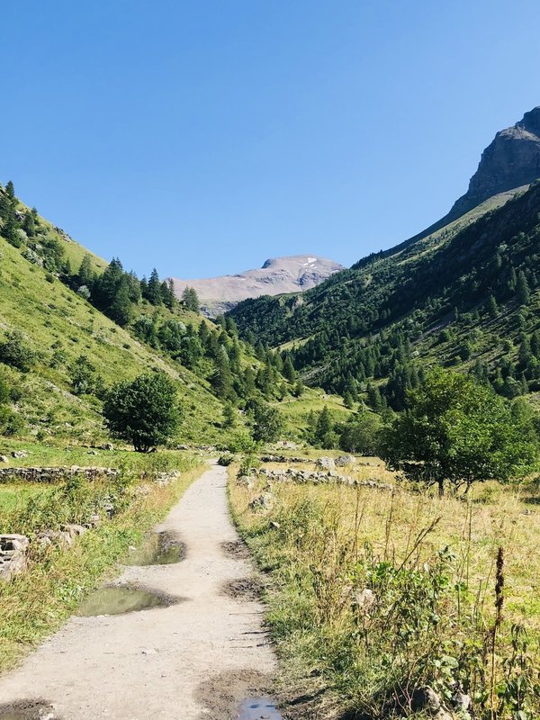 How Can You Implement Natural Pest Repellents in Your Home Garden?